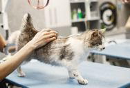 Cat Needed Emergency Vet Care — but One Sister’s Anxiety Meant the Other Had to Rearrange Her Entire Day
