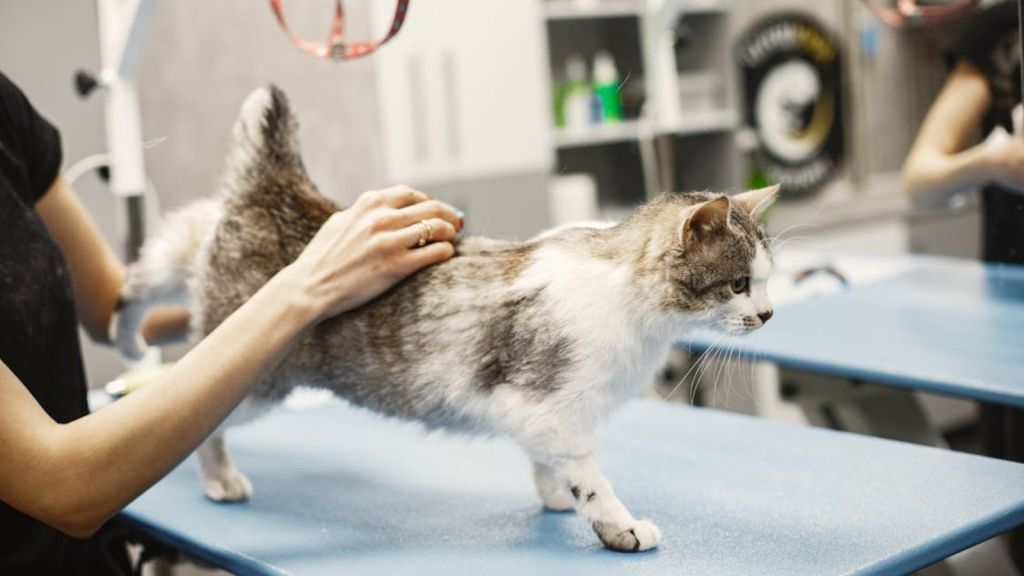 A person brought her cat to the vet clinic