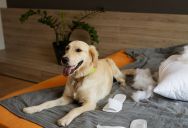 A Woman Sets Boundaries For A Rescue Dog Due To Safety Concerns, But Her Husband Thinks She Is Being Unfair