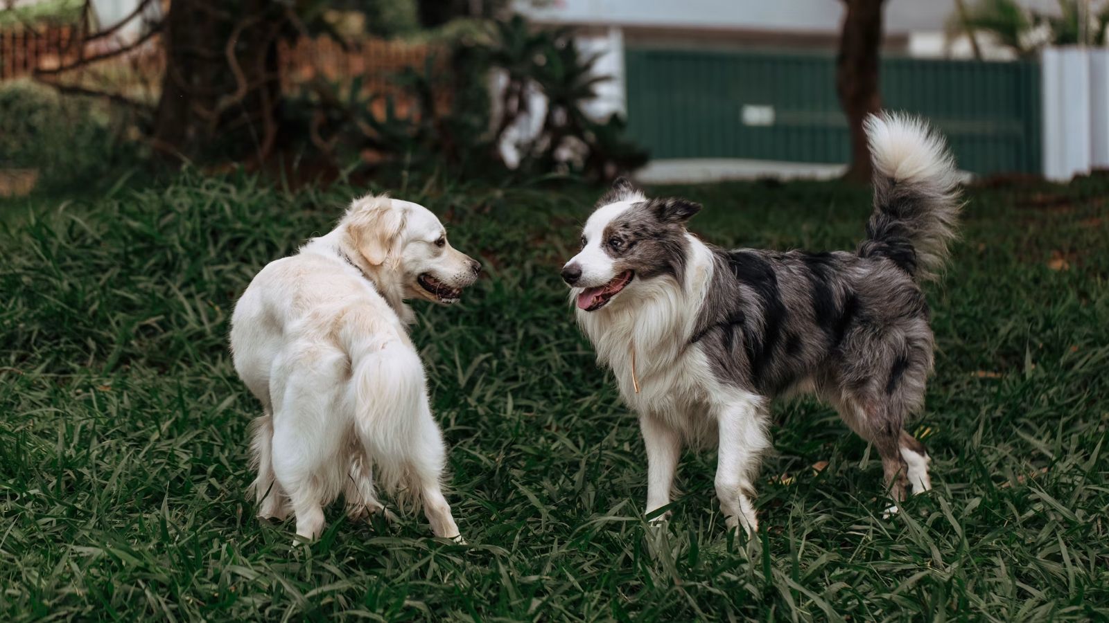 Dogs playing on the backyard