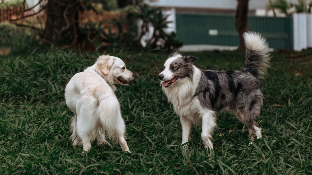 Dogs playing on the backyard