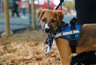 His Friend Keeps Bringing His Untrained “Service Dog” Everywhere — When a Stranger Called Him Out in Public He Was Offended