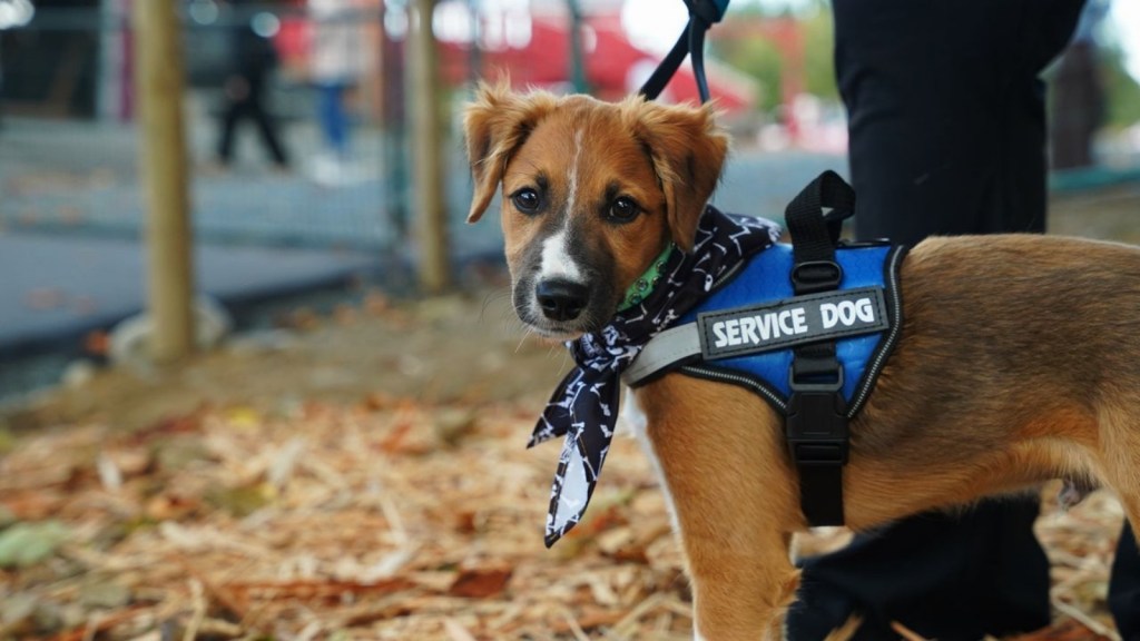 A service dog puppy outside