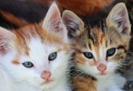 “The Universe Didn’t Send Them”: Couple Left Reeling After Celebrating a Triple Cat Distribution Victory—Only to Find a Frantic Missing Post