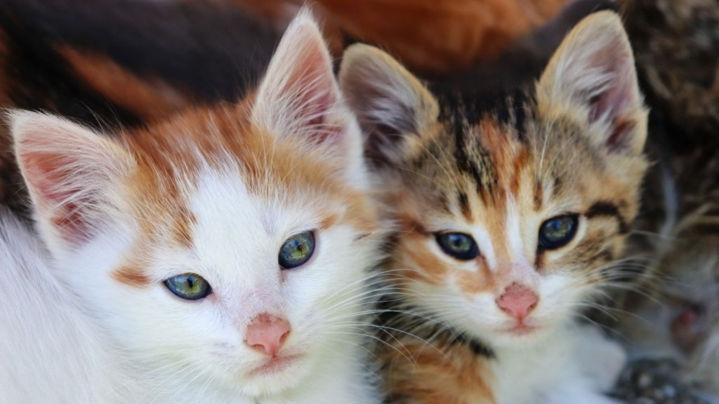 Ginger and tabby kittens