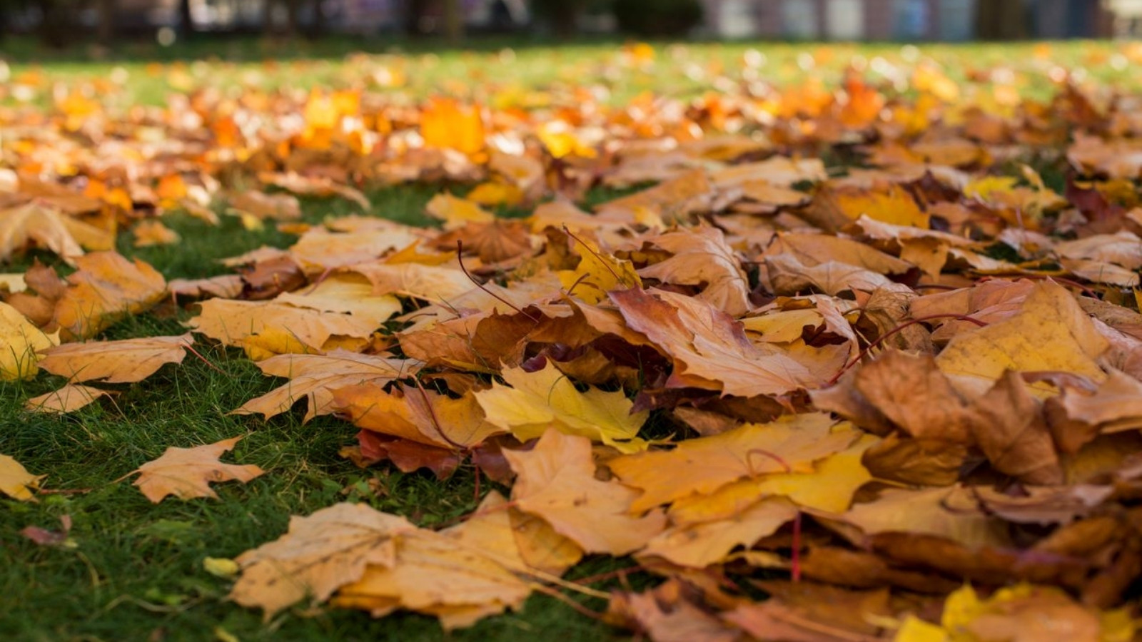 She Thought Her New House Was Perfect — Then Spring Came and Her Neighbors Trees Took Over Her Yard Pile of leaves on the grass