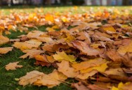 She Thought Her New House Was Perfect — Then Spring Came and Her Neighbor’s Trees Took Over Her Yard