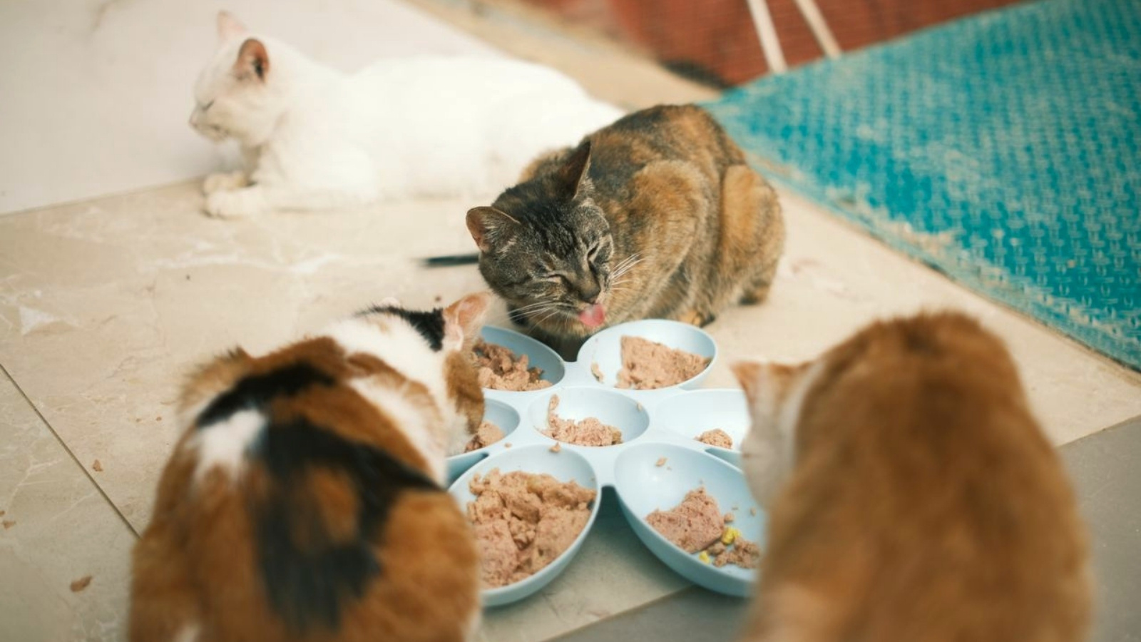 Nurse’s Roommate and Landlord Expects Her to Care for All Her Cats Despite Demanding Work Schedule Four cats eating outside