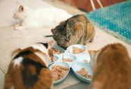 Nurse’s Roommate and Landlord Expects Her to Care for All Her Cats Despite Demanding Work Schedule