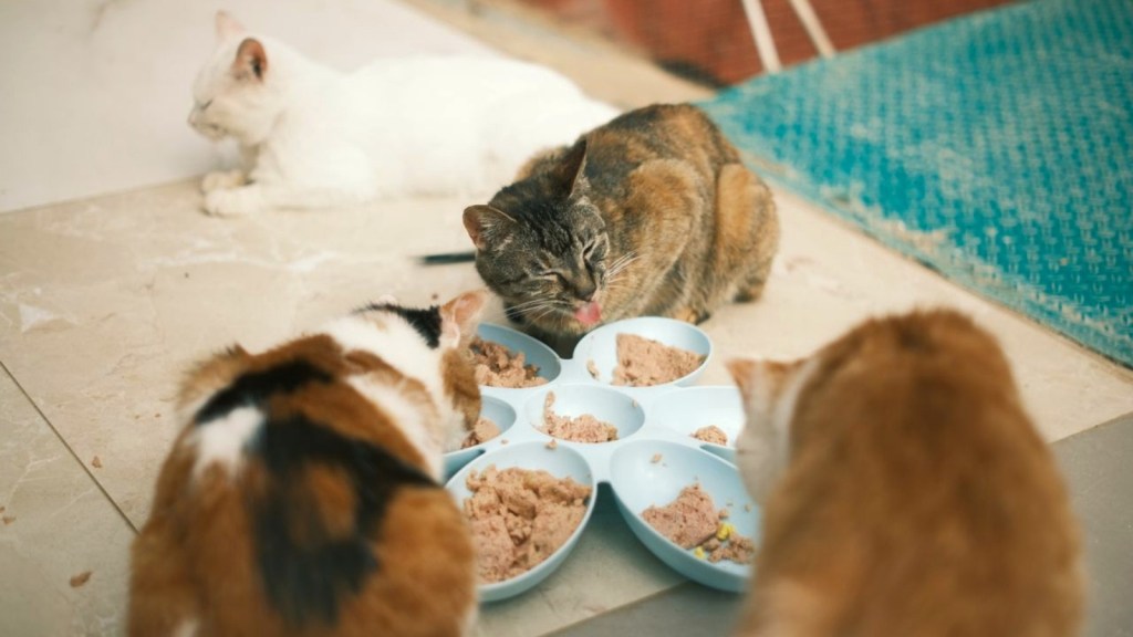 Four cats eating outside