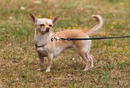 Owner Says People Keep Petting Her Senior Chihuahua Without Asking and It’s Scaring the Dog