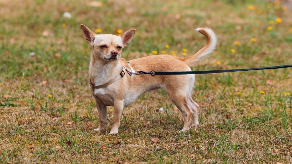 An alert chihuahua standing on grass