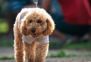 Dog Owner’s Elevator Routine Triggers Conflict With Other Reactive Dogs in the Building