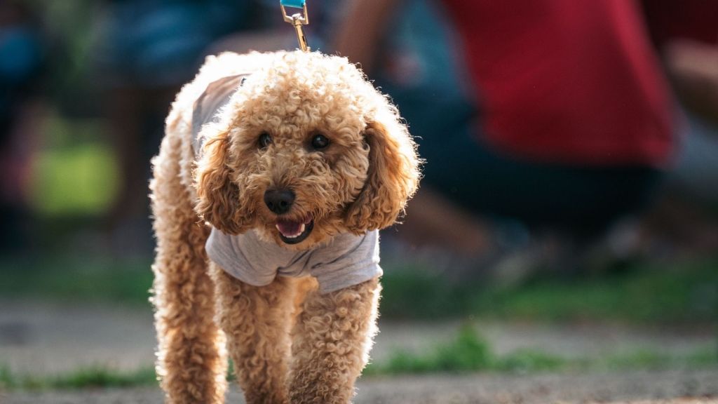A mini poodle mix walking on a leash