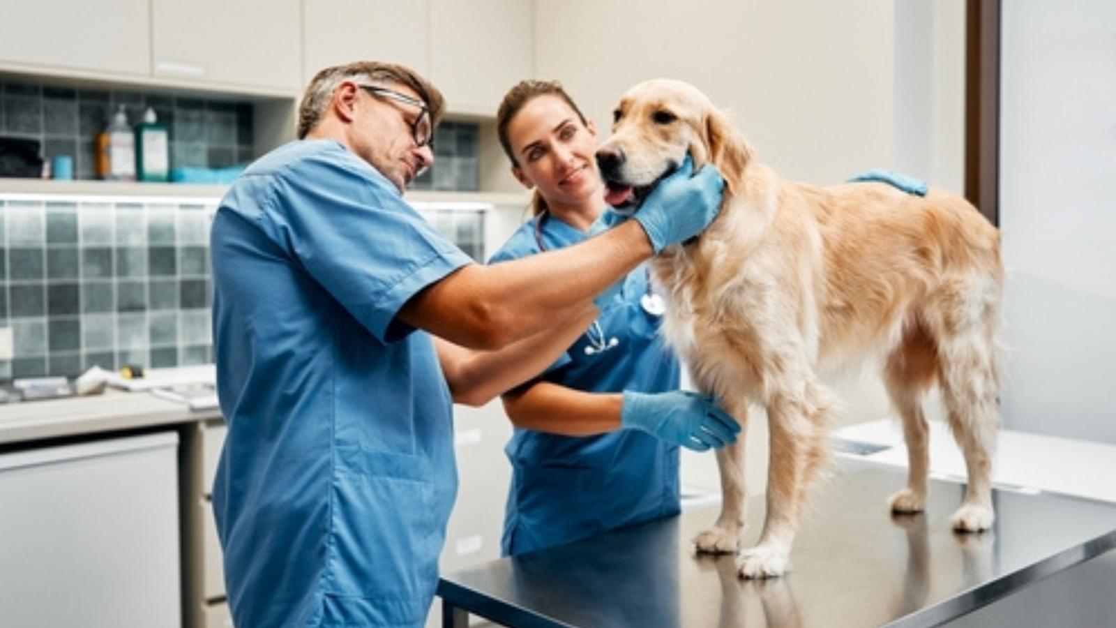 She Waited Years for a Vet Clinic Job. A Toxic Boss Made Her Quit Within Months. Dog at the vet