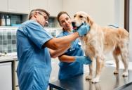 She Waited Years for a Vet Clinic Job. A Toxic Boss Made Her Quit Within Months.
