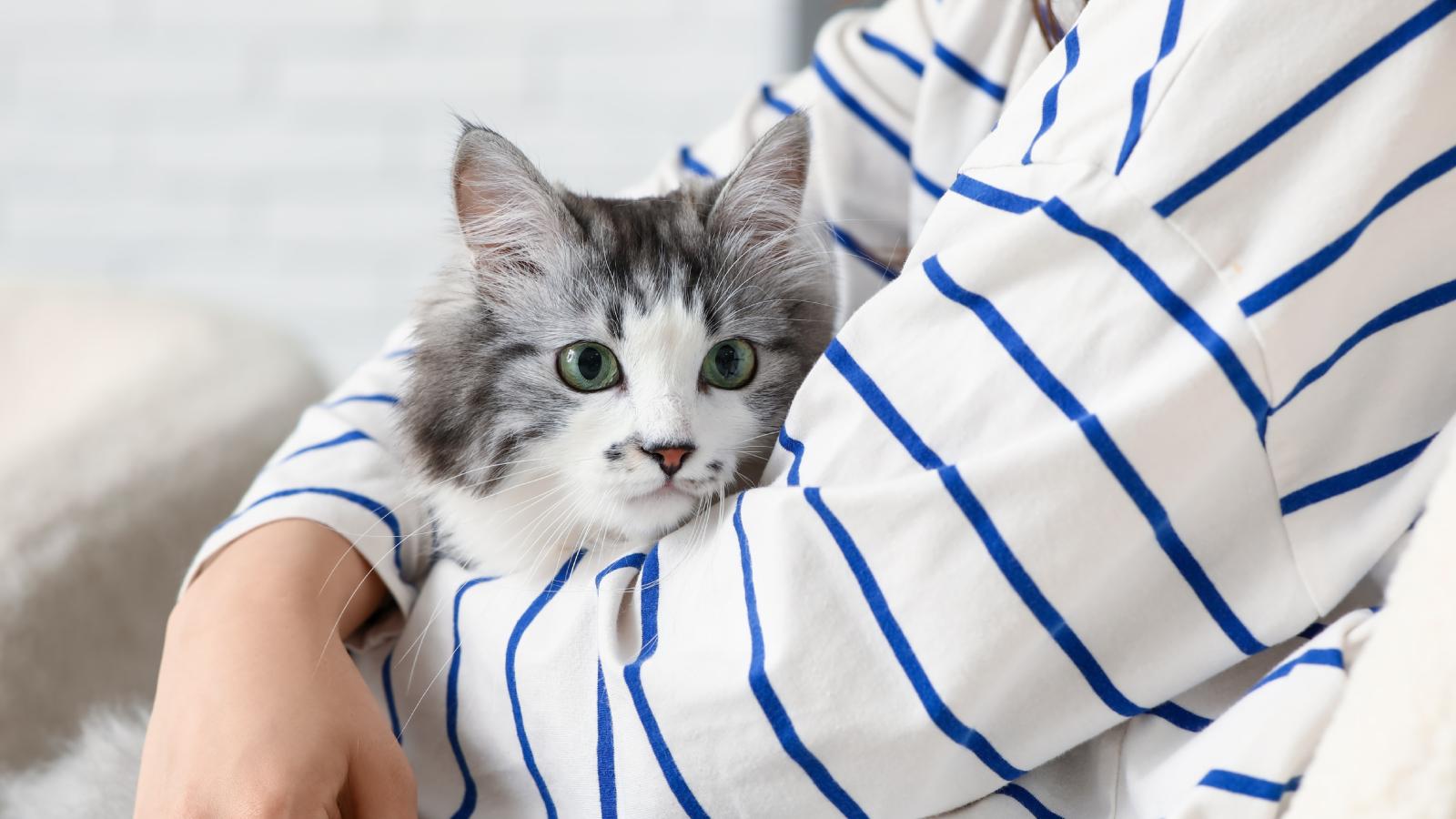 The Adoption Standoff: Why a Homeowner Is Locking Her Doors After a Stranger Claimed Her Pets Belonged to Him First woman holding a cat