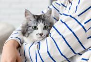 The Adoption Standoff: Why a Homeowner Is Locking Her Doors After a Stranger Claimed Her Pets Belonged to Him First