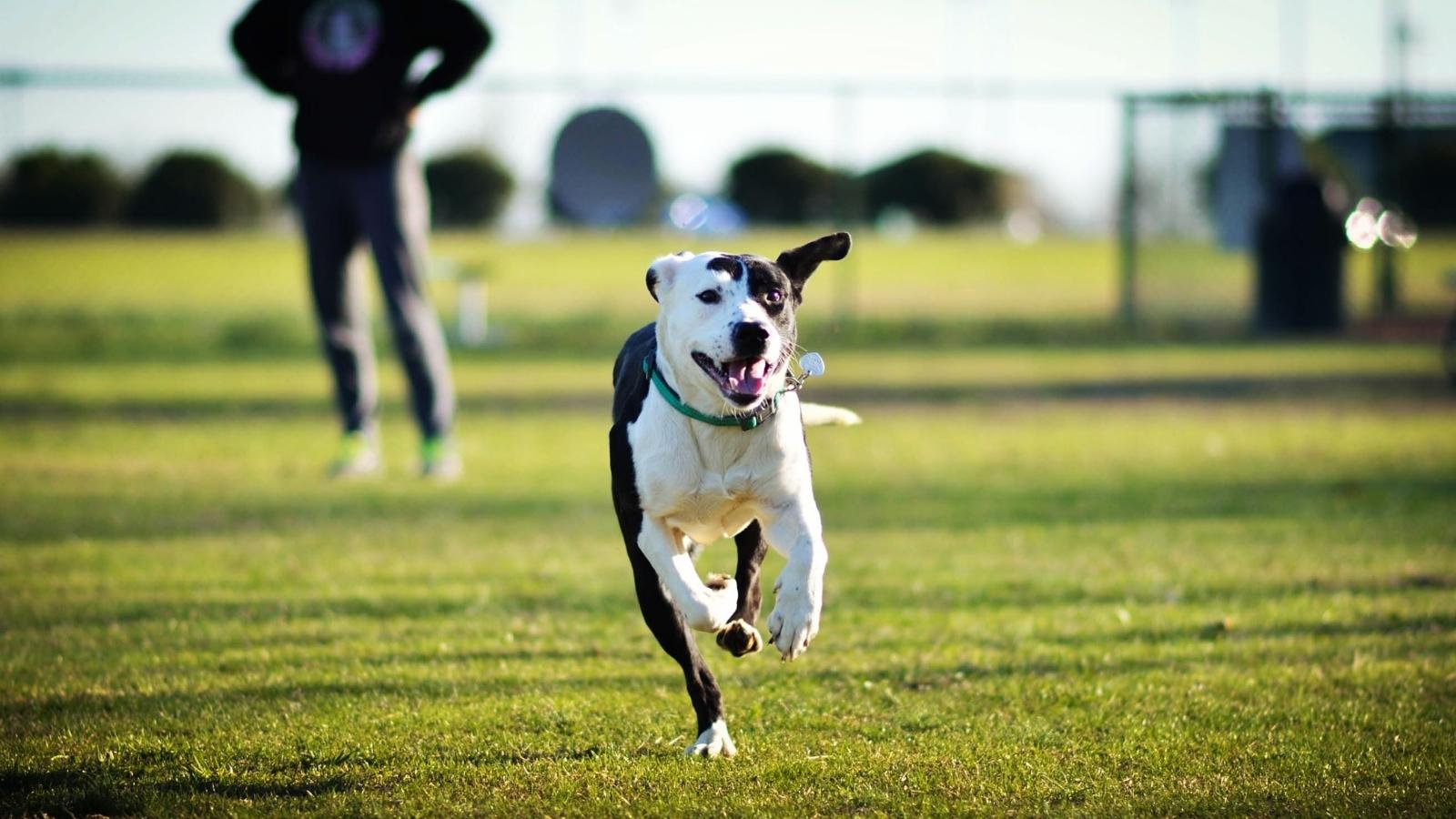 big dog running off its leash