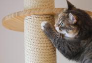 He Packed Up Cat Supplies for a Friend’s New Kitten, but a Ring Camera Exposed the Plan Before It Happened