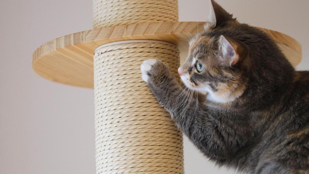 cat using a scratching post