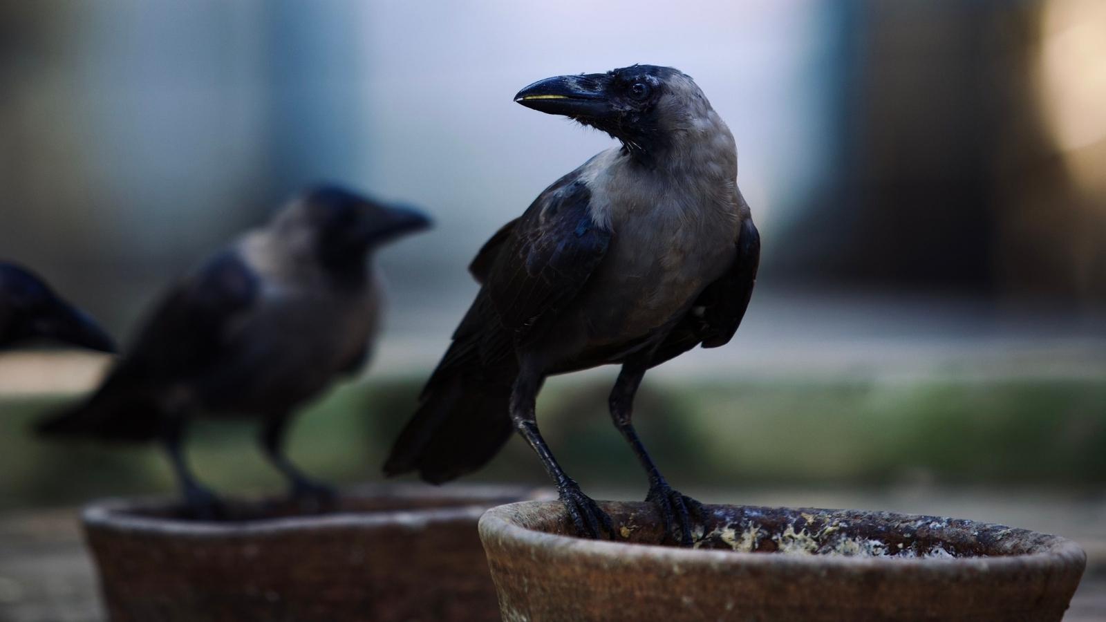 crows perched on a garden feeder