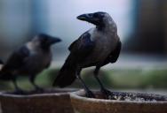 She Asked Her Neighbor to Move a Bird Feeder So Her Toddler Could Play Outside — The Neighbor Hid Behind the HOA