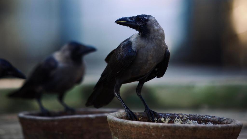 crows perched on a garden feeder
