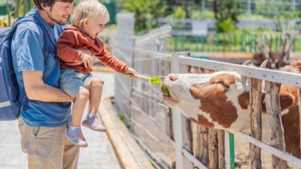 Kid feeding a cow
