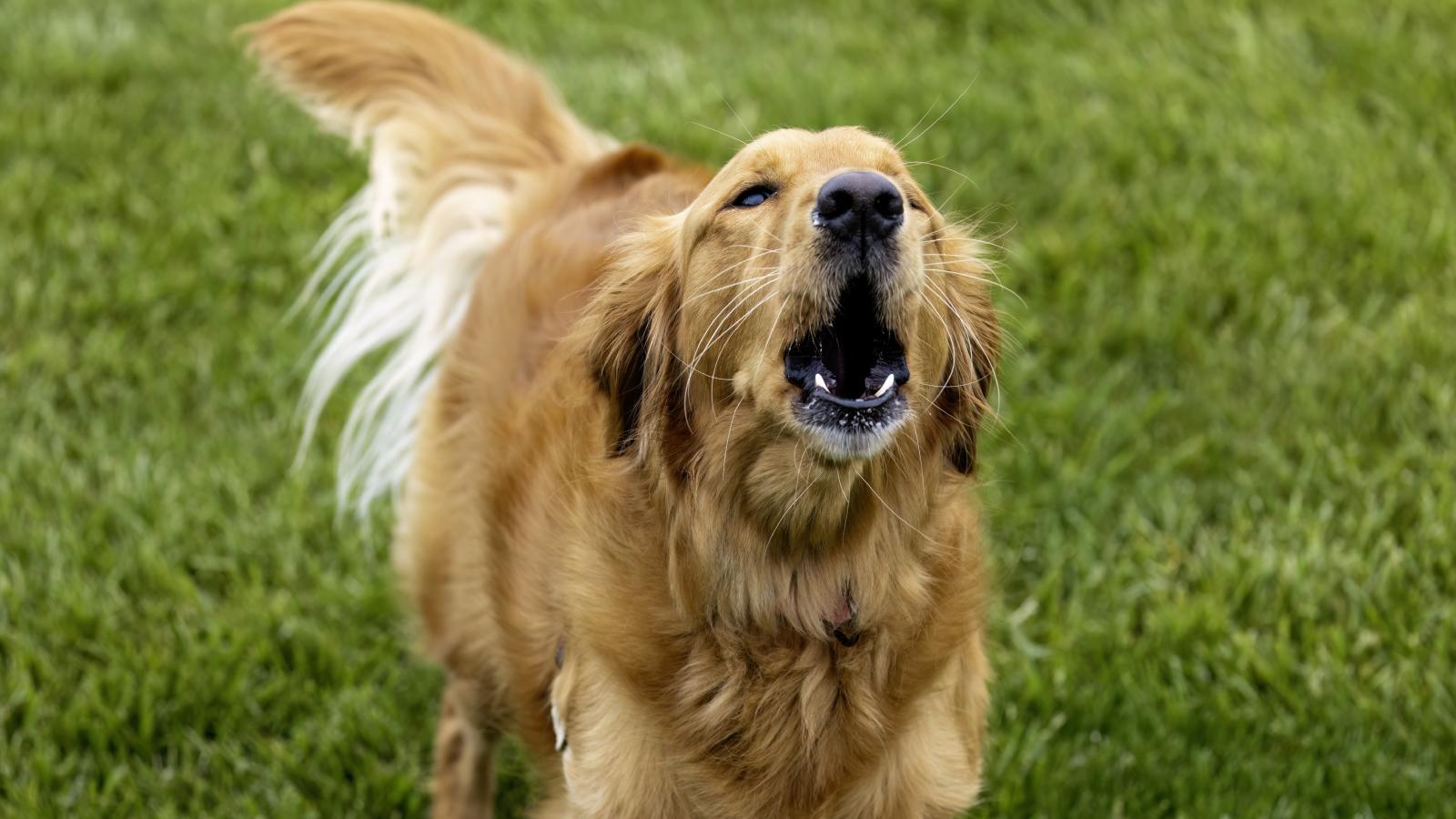 dog barking in a yard