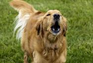 Couple at Their Wit’s End After Neighbors Repeatedly Leave Dog Outside to Bark Through the Night
