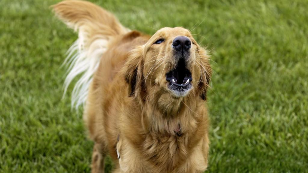 dog barking in a yard