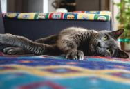 A Cruel Deadline: Mom Secretly Plans to Get Rid of Daughter’s Beloved Cat Before She Even Packs Her Bags for University