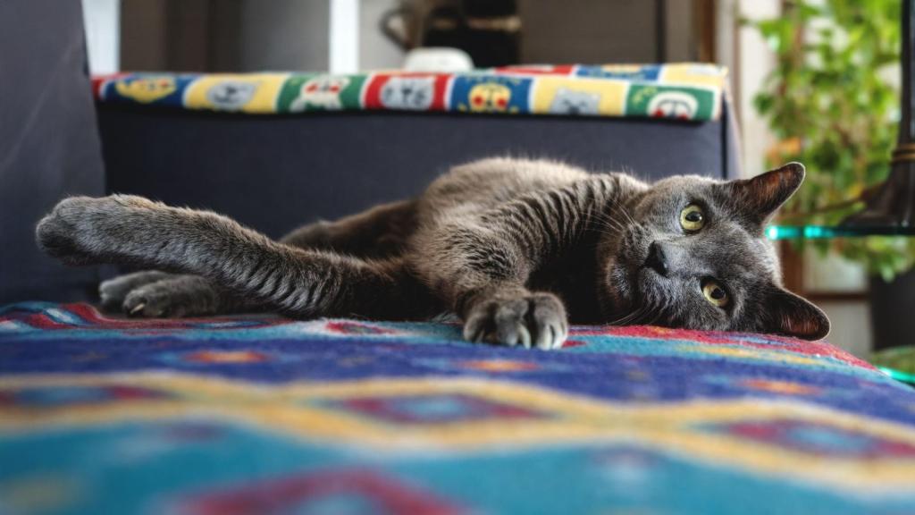 grey cat lounging on the couch