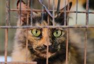 “I Was Trying to Save It!”: Woman Left Stunned After Neighbor Explodes at Her for Taking a Collarless Cat to the Shelter