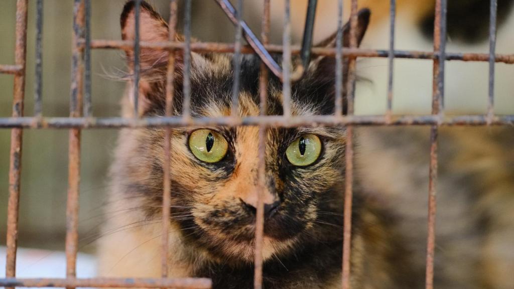 cat in a cage
