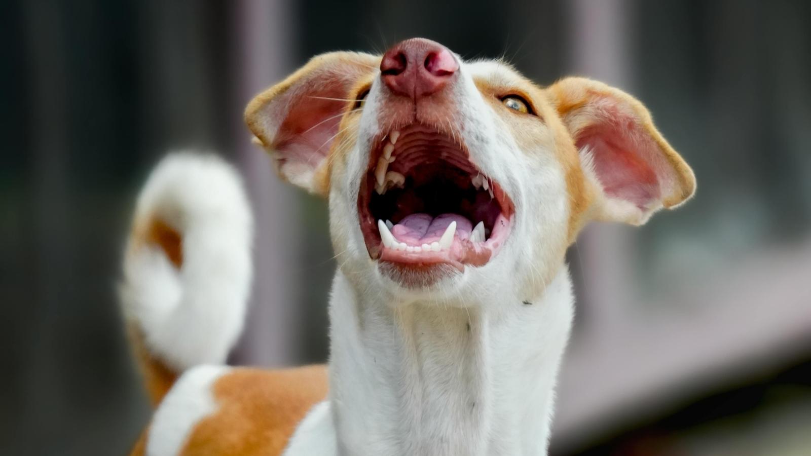 Tenant Frustrated by Off Leash Barking Dogs Finds a Petty Way to Make a Point loud barking dog
