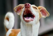 Tenant Frustrated by Off-Leash Barking Dogs Finds a Petty Way to Make a Point
