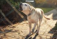 “It Never Stops!”: Desperate Homeowner Pushed to an Absolute Breaking Point Over a Neighbor’s Nonstop Barking Dog