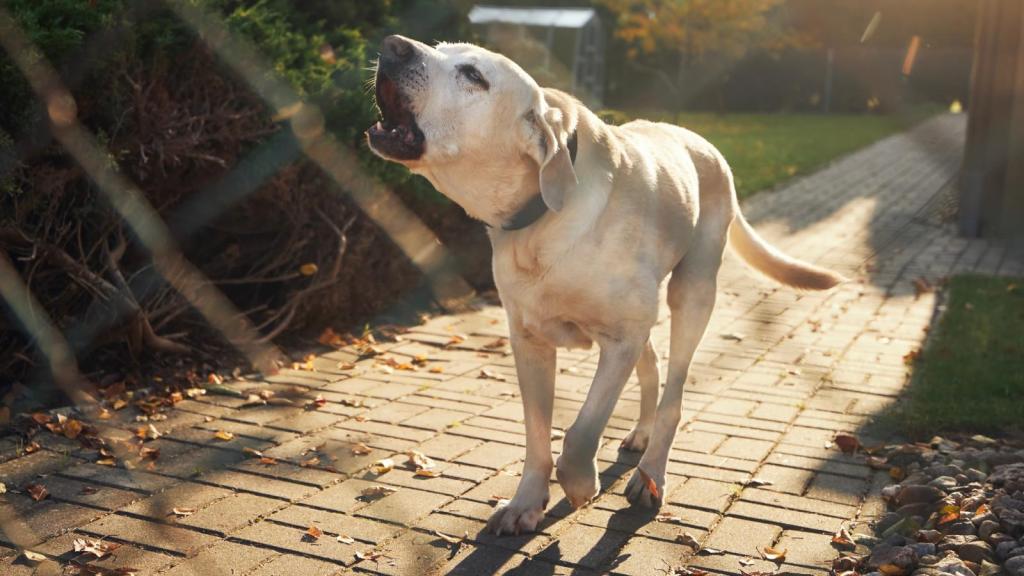 dog barking in a yard
