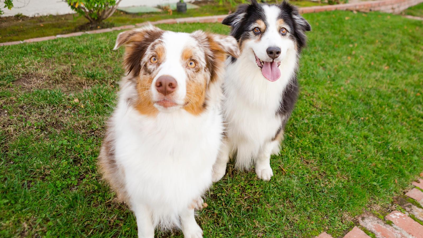 two dogs in a yard