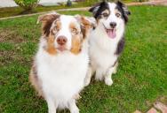 “I’m Tired of Cleaning Up After Your Pets”: A Living Situation Explodes Over a Disgusting Daily Conflict