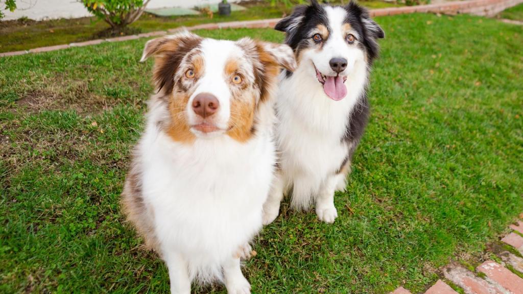 two dogs in a yard