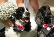 His Sister Put Three Dogs in Her Wedding Party but Excluded the Kids — He and His Wife Left Before the Reception