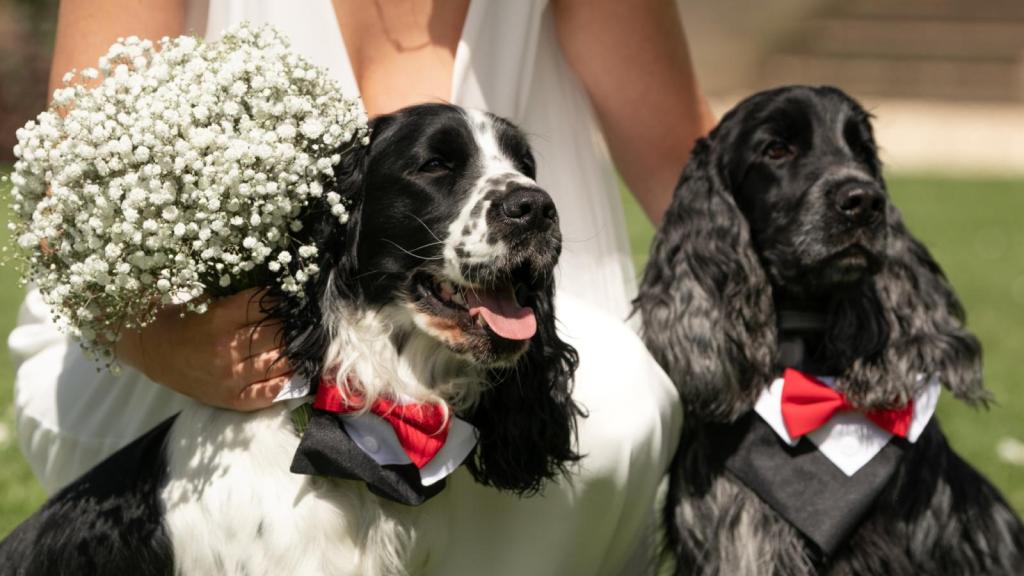 dogs at a wedding