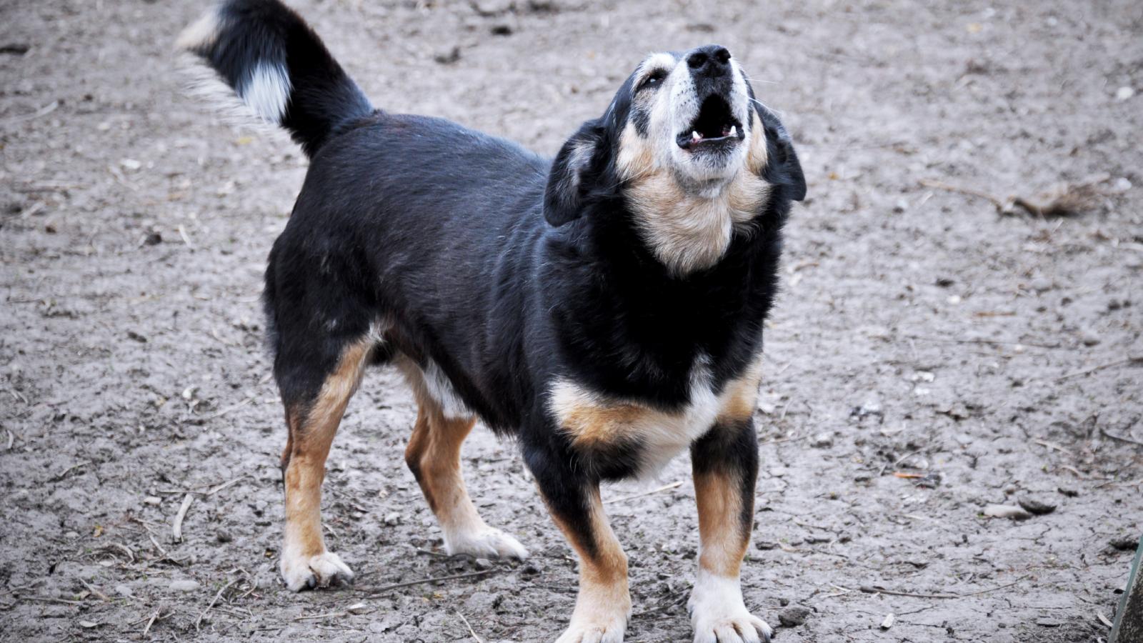 A Woman Starts Recording Her Neighbor’s Dog After She Refuses To Control It Outside dog barking in a yard