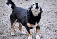 A Woman Starts Recording Her Neighbor’s Dog After She Refuses To Control It Outside
