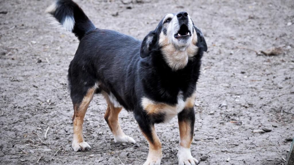 dog barking in a yard
