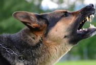 Woman Calls Police Over Neighbor’s Dog Barking At Night, Sparking A Neighborhood Dispute