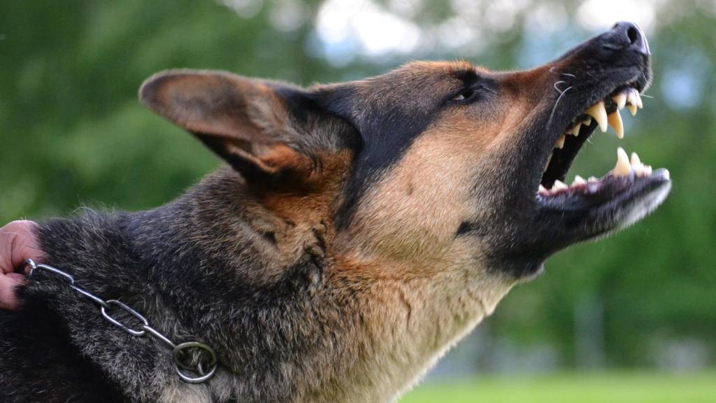 dog barking in a yard